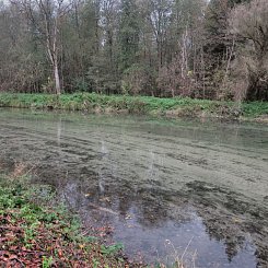 Renaturierung Brenz