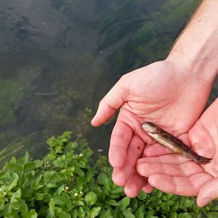 Fischbesatz Brenz & Hürbe 2015