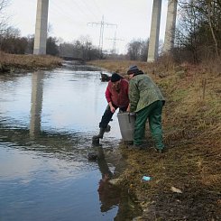 Fischbesatz Brenz & Hürbe 2015